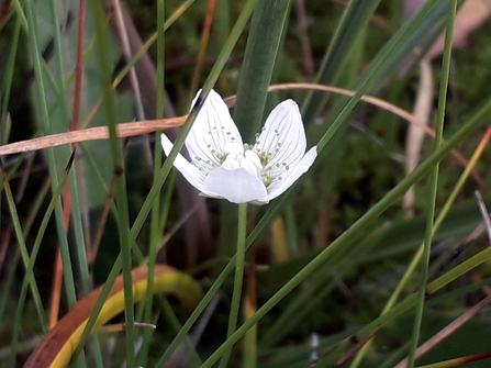 Grass of Parnassus at Thelnetham Fen - Debs Crawford