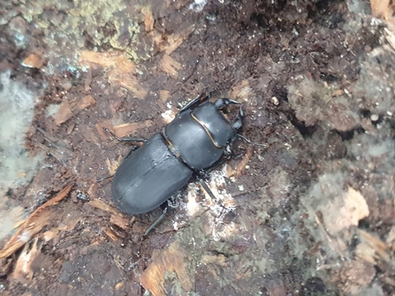 Lesser stag beetle - Joe Bell-Tye