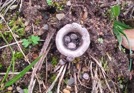 Bird's nest fungus - Joe Bell-Tye