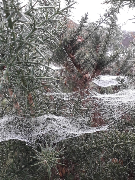 Dewy spider webs at Redgrave & Lopham Fen - Debs Crawford