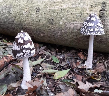 Magpie inkcaps at Bradfield Woods - Giles Cawston