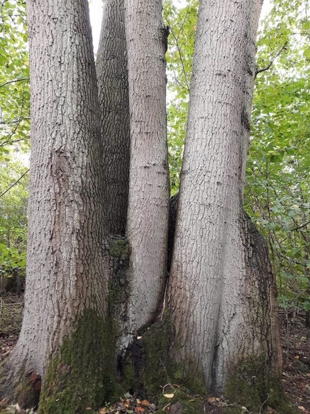 Oak coppice at Combs Wood - Giles Cawston