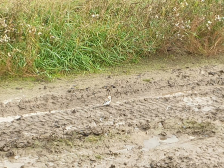 Snow bunting at Hen Reedbeds - Daniel Doughty