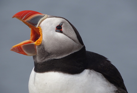 Suffolk Wildlife Trust