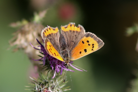 Small copper butterfly at Redgrave & Lopham Fen - John Yaxley
