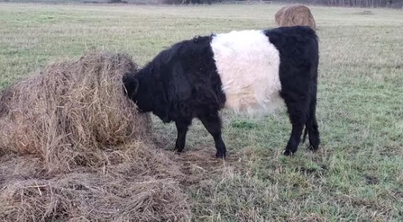 Belted Galloway at Carlton Marshes - Nicola Chapman