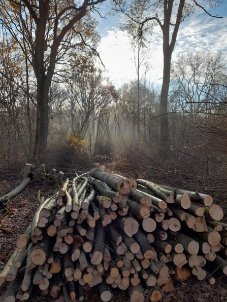 Bradfield Woods coppice - Giles Cawston