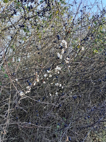 Blackthorn blossom in December - Charlie McMurray