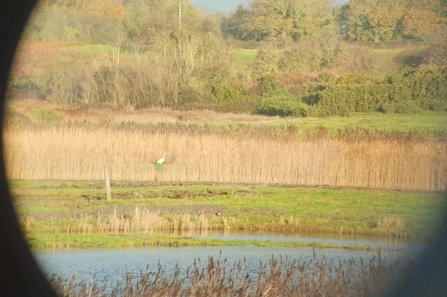 Great white egret at Hen Reedbeds - Dan Doughty