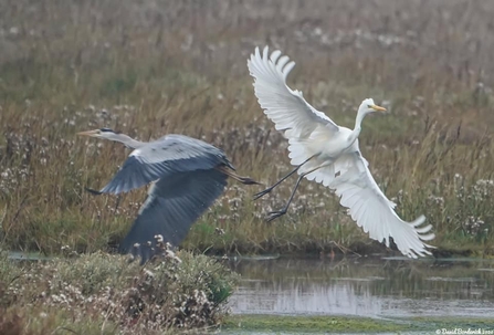 Grey heron and great white egret at Dingle Marshes - David Borderick