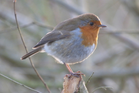 robin