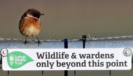 Stonechat at Carlton Marshes - Sid Cole