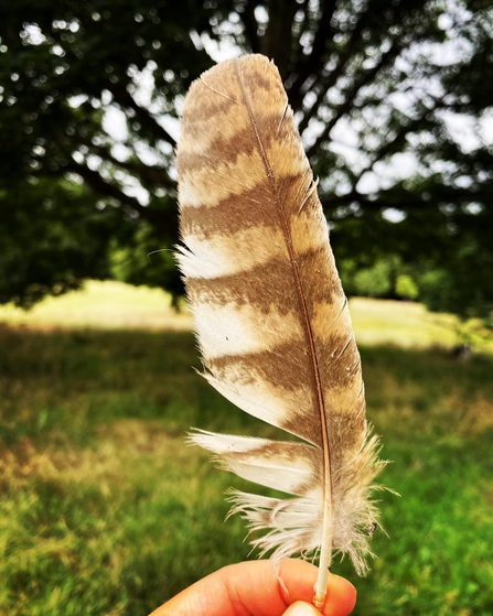 Tawny owl feather - Lucy Shepherd 