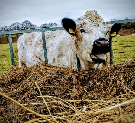 British white cow at Church Farm - Dan Doughty