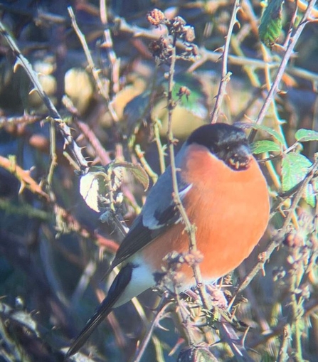 Bullfinch at Lackford Lakes - Hawk Honey