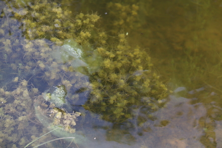  Clustered stonewort at Bellman's Hill Pond, Walpole - Mike Porter