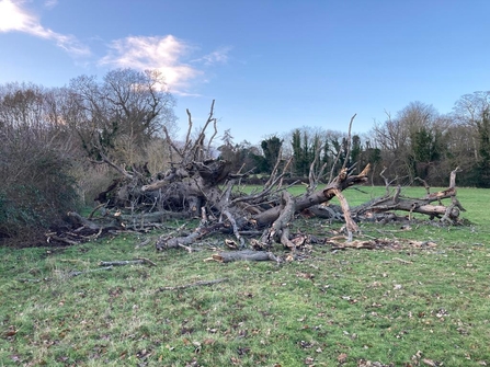 Fallen oak at Hutchison's Meadow - Ben Calvesbert