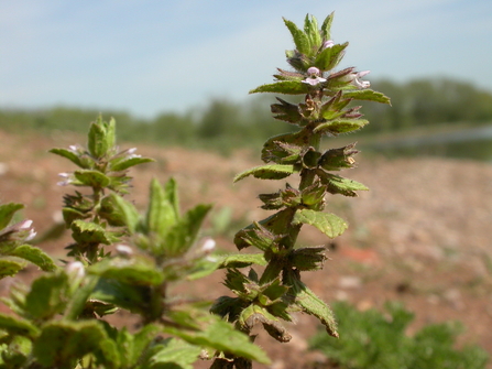 Field woundwort - Philip Precey