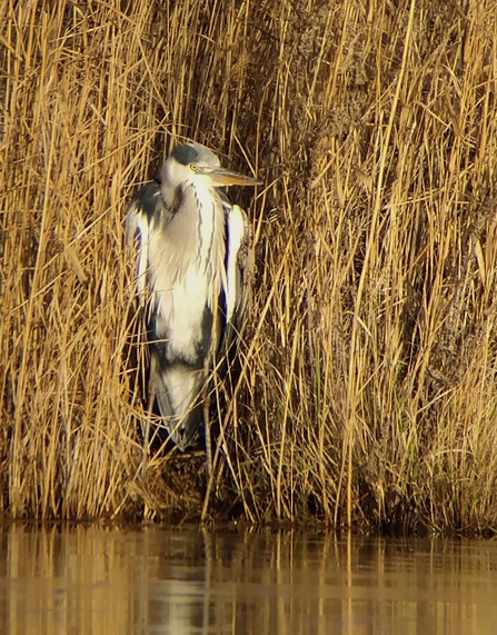 Grey heron at Carlton Marshes - Andrew Easton