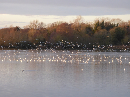 gull roost at Lackford Lakes