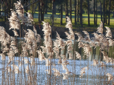 reeds at hawker pool Lackford Lakes