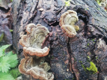 Hairy curtain crust fungi at Newbourne Springs - David Stansfeld