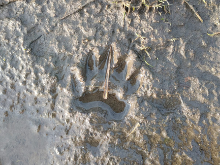 Badger print at Dingle Marshes – Jamie Smith 