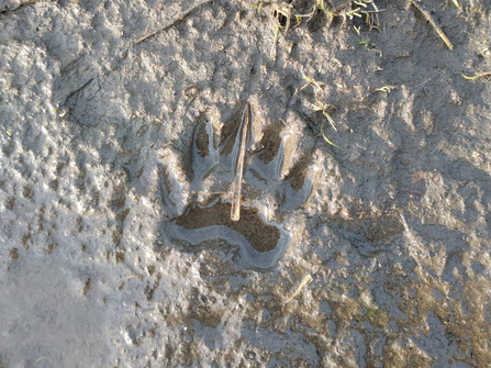 Badger print at Dingle Marshes – Jamie Smith