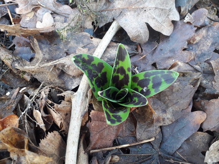 Early purple orchid at Bradfield Woods - Alex Lack