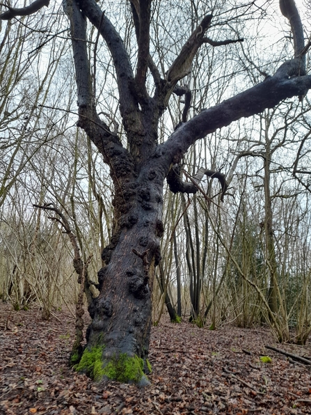 Giant crab apple at Bradfield Woods - Giles Cawston