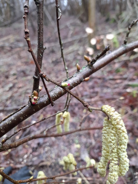 Hazel catkins and tiny pink flowers at Bradfield Woods – Giles Cawston