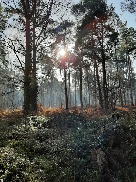 Morning at Knettishall Heath - Kim Wippel