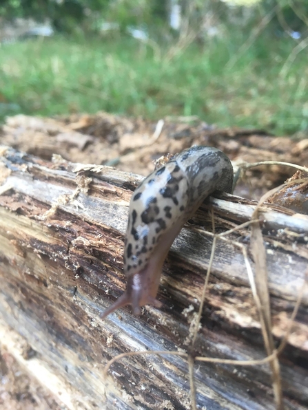 Leopard slug - Lucy Shepherd 