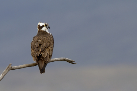 Male osprey - Andy Rouse