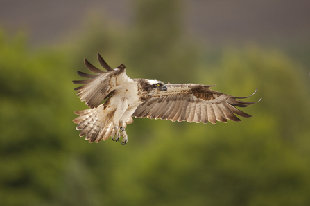 Osprey - Peter Cairns