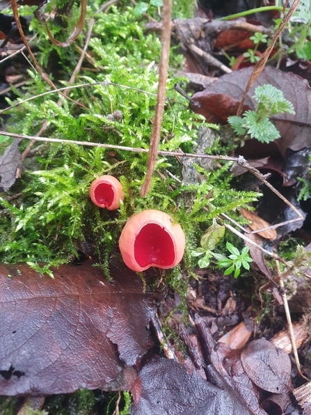 Scarlet elf cup at Lackford Lakes – Joe Bell-Tye