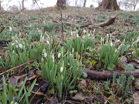 Snowdrops at Market Weston Fen - Debs Crawford