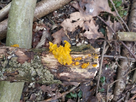 Witches' butter fungi at Reydon Wood - Ellen Shailes