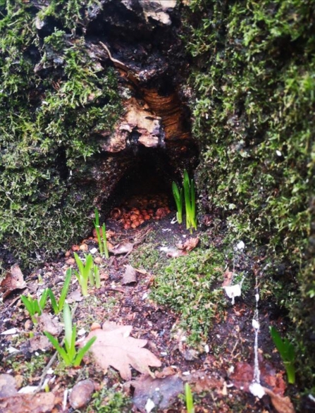 Wood mouse stash at Arger Fen – Joe Bell-Tye