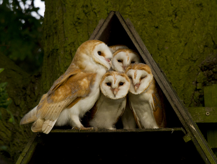 Barn owl family in box - Russell Savory
