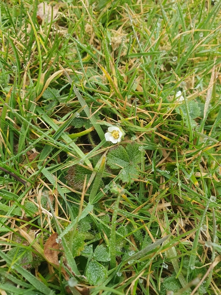 Barren strawberry at Black Bourn Valley – Joe Bell-Tye