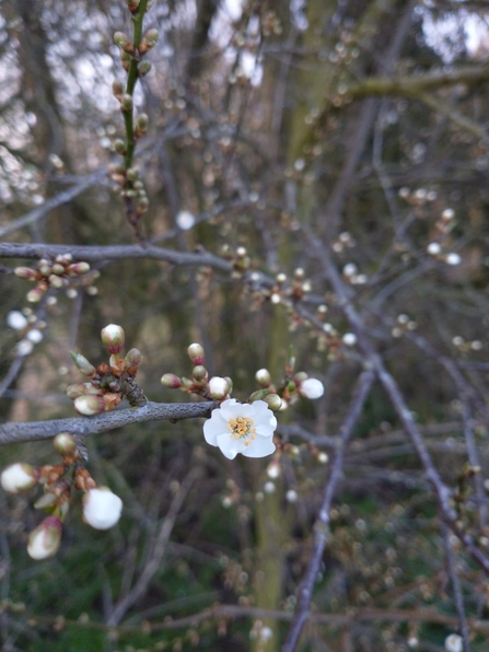 Blackthorn blossom at Church Farm – Jamie Smith