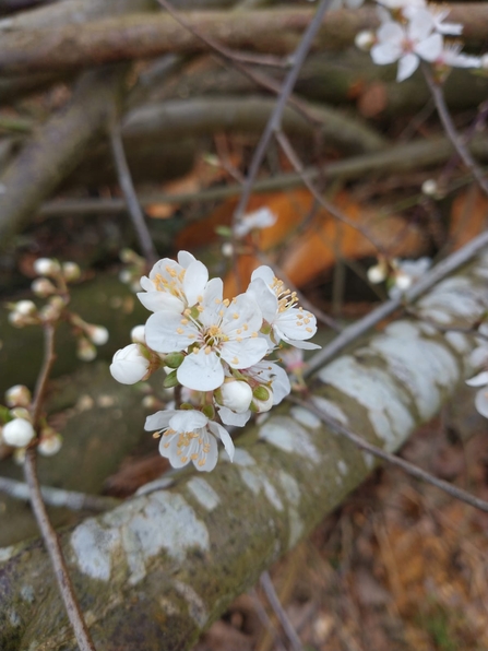 Cherry plum blossom – Ellen Shailes