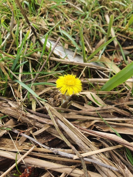 Colt’s foot at Lackford Lakes – Will Cranstoun