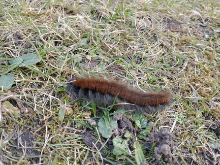 Fox moth caterpillar - David Stansfeld