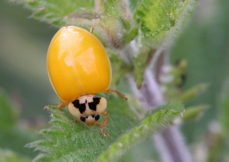 Newly emerged harlequin beetle - Margaret Holland 