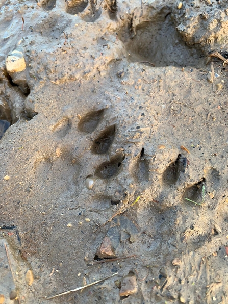 Otter prints at Hen Reedbeds – Sarah Groves