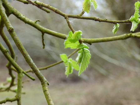 leaves coming out at Lackford