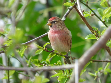 redpoll