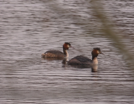 great crested grebes